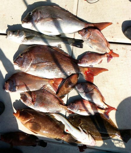 ズズキ・鯛・アコウ・ヒラメ